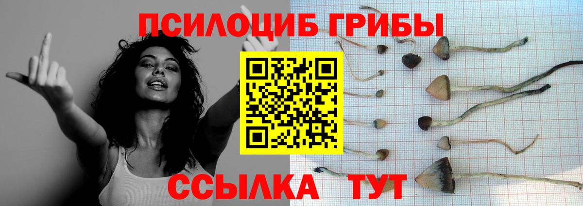 Галлюциногенные грибы Psilocybine cubensis Люберцы